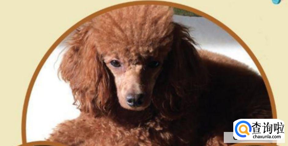 狗狗被偷了怎么办