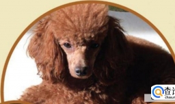 狗狗被偷了怎么办