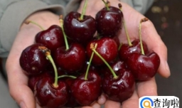 五斤车厘子送人会不会太少了