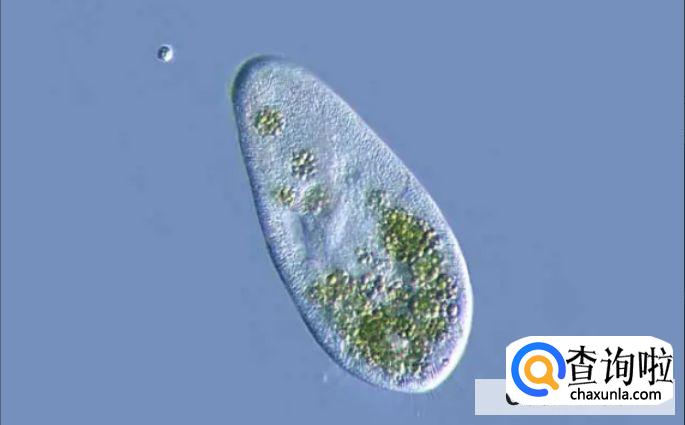 草履虫怎么培养