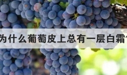 为什么葡萄皮上总有一层白霜