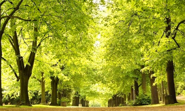 阳关大道原指通往哪里的道路