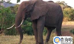 大象一般吃哪些食物