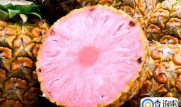 粉色的菠萝是什么品种