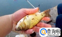 几种诱鲫鱼的窝料