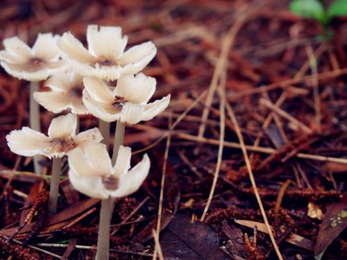 为什么蘑菇生长不需要阳光