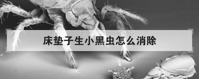 床垫子生小黑虫怎么消除