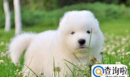 萨摩耶耳朵立不起来怎么办，萨摩耶耳朵怎么清理