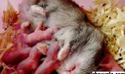 仓鼠生宝宝怎么护理