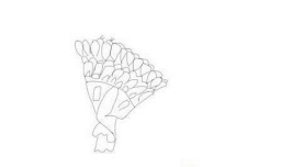 蓝孔雀叶罗丽怎么画