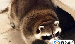 饲养浣熊时应该注意哪些方面