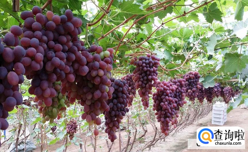 葡萄可以带皮吃吗