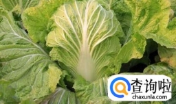 种植白菜要注意哪些方面