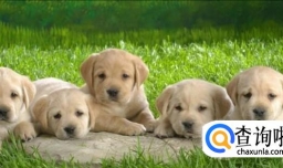 收养流浪狗的注意事项