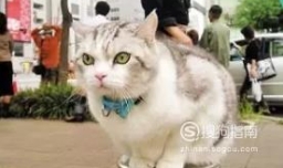 猫咪发情了怎么办？