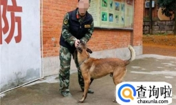 搜救犬是怎样训练的