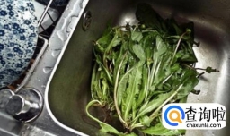 蒲公英炖排骨汤