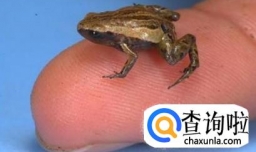 青蛙得养殖方法