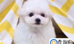 6大最干净的狗狗品种！