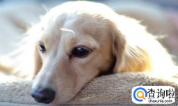 狗狗叫声有什么含义，什么意思？