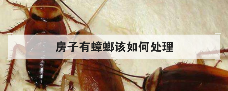 房子有蟑螂该如何处理