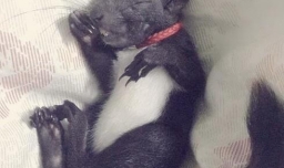 教你如何分辨魔王松鼠的公母