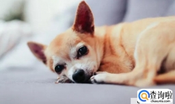 狗子细小症状表现