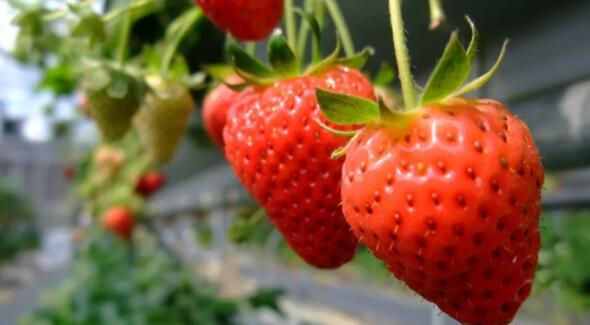 孕妇能吃草莓吗