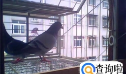 阳台上怎么设计鸽子笼