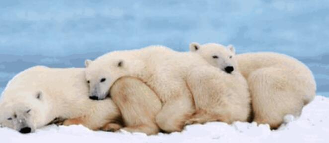 冬眠的动物有什么？