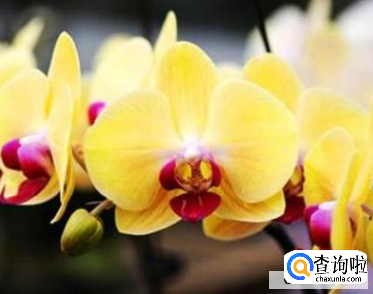 蝴蝶兰开完花后怎么处理