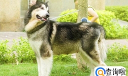 阿拉斯加咬人行为的制止方法