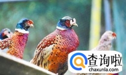 冬季捕猎野鸡竹鸡技巧