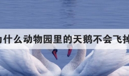 为什么动物园里的天鹅不会飞掉