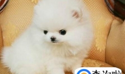 “地狱恶犬”小博美的性格特点