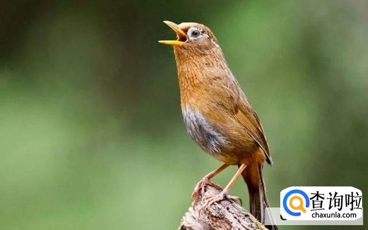 养一只画眉鸟怎么处罚