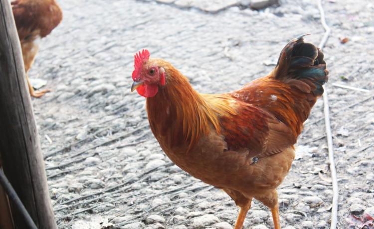 欲钱去树上找一找是什么生肖