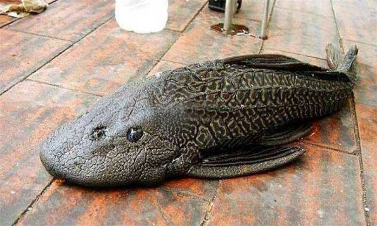 清道夫鱼能吃吗