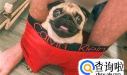 狗狗太粘人怎么办 狗狗离开人就叫怎么办