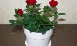 玫瑰花怎么养护？