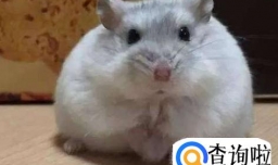 仓鼠太胖会怎么样?仓鼠太胖了怎么办？