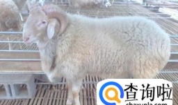 肉羊有哪些品种？