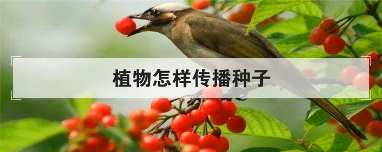 植物怎样传播种子
