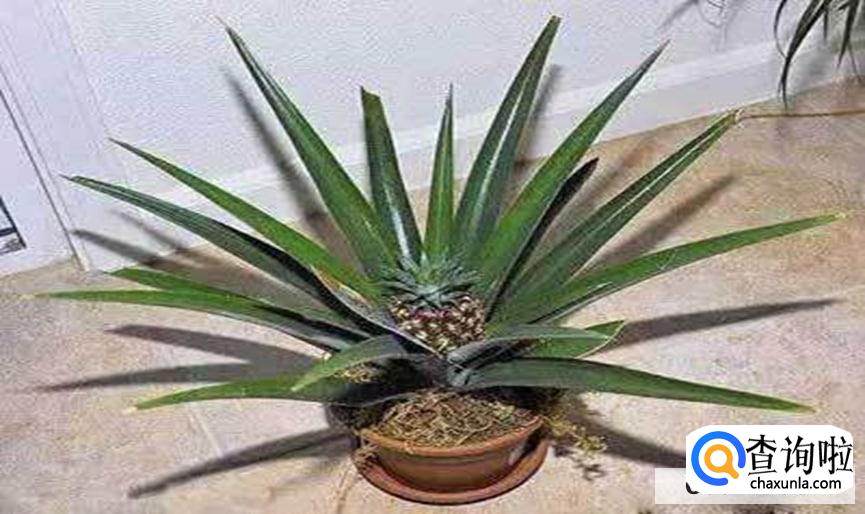 菠萝顶花怎么栽合适