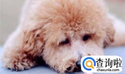 泰迪不吃东西没精神是怎么回事？应该怎么办？