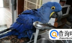 如何给鹦鹉洗澡？有哪些需要注意的地方？