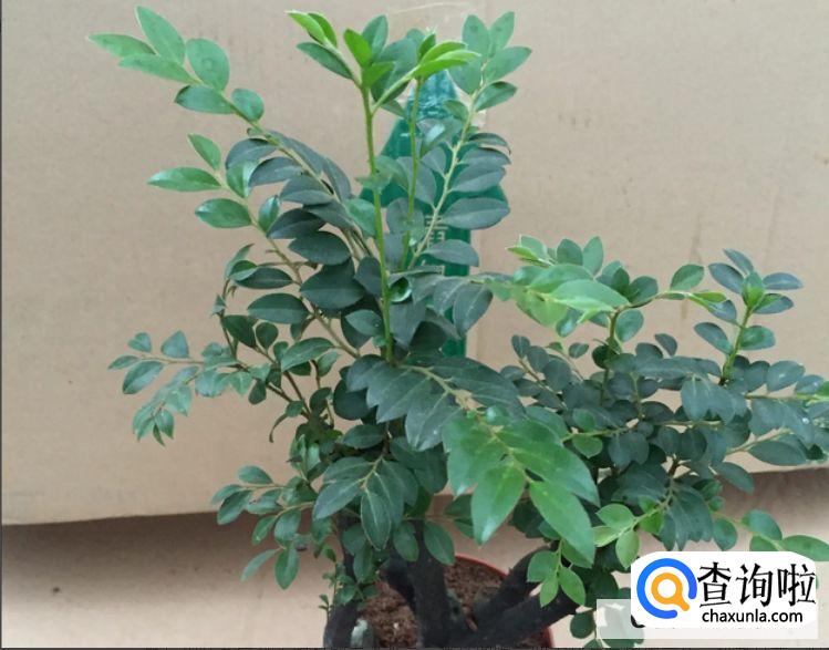 如何养好小叶紫檀