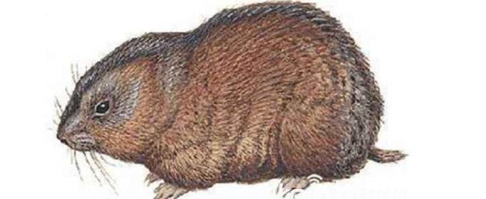 为什么旅鼠要投海赴死