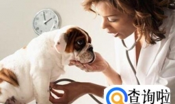 狗狗可以吃人吃的药吗