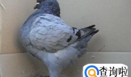 鸽子配对的方法和技巧